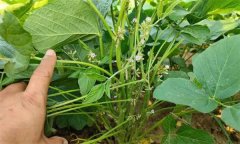 如何實現(xiàn)大豆的增花保莢 主要技術(shù)措施有哪些？