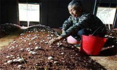 如何確定雙孢菇的播種期和播種量？