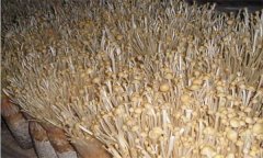 如何防治金針菇鏈孢霉菌？