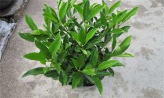 非洲茉莉怎么插枝 如何栽培和養(yǎng)護(hù)非洲茉莉？