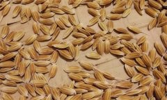 常規(guī)稻能自己留種嗎？它與無公害水稻有何不同