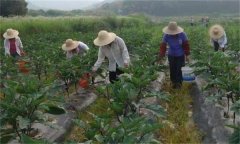 茄子如何高效施肥，給茄子施肥要注意什么？