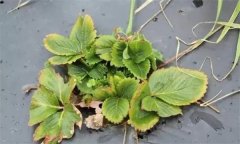 怎樣防治草莓病毒??？