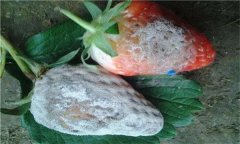 怎樣防治草莓白粉??？