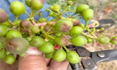 如何防治葡萄細(xì)菌性穿孔??？
