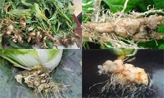 如何防治大白菜根腫病，其發(fā)生原因是什么？