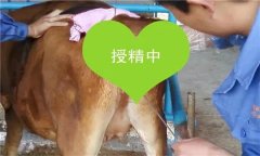 如何把握母牛輸精時(shí)間 輸精前應(yīng)做好哪些準(zhǔn)備？