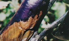 茄子細菌性軟腐病怎樣識別 怎么治 用什么藥治？