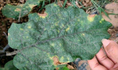 茄子細菌性褐斑病怎樣防治？用什么藥防治？