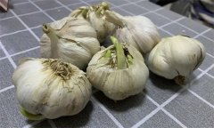 大蒜萌發(fā)期、幼苗期、鱗莖期、休眠期生育特點
