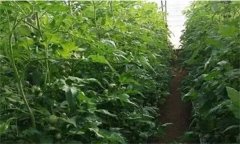 番茄定植前已施大量底肥，花前還追不追肥？