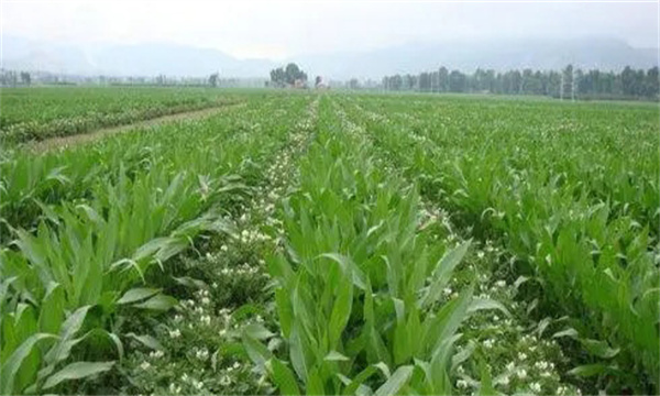 大蒜、玉米套種栽培技術(shù)要點(diǎn)