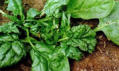 菠菜病毒病的危害癥狀、傳播途徑與發(fā)病原因