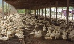 如何制定肉鴨免疫程序？