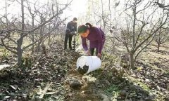 果樹(shù)配方施肥應(yīng)注意哪些問(wèn)題？