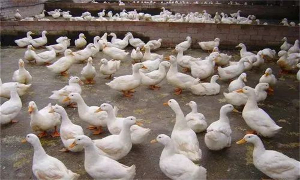 產(chǎn)蛋鴨產(chǎn)蛋早期、中期與后期飼養(yǎng)管理