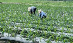 什么叫復(fù)種 復(fù)種的作用、類型、必要條件與方式