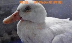 鴨瘟癥狀表現(xiàn)主要有哪些，鴨瘟如何預防與防控