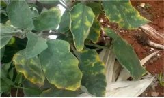 茄子缺鎂的癥狀與表現(xiàn) 茄子缺鎂怎么辦？