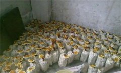 什么是靈芝瓶栽法？瓶栽靈芝怎樣進(jìn)行管理？