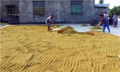水稻種植前為什么要曬種、選種、浸種和催芽