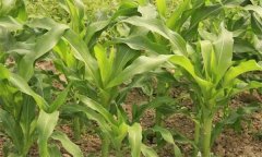 玉米田除草劑哪種最好？