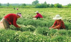 菊花的采收時(shí)間、采收方法與加工與貯藏問題