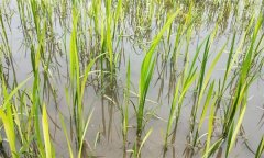 水稻生產(chǎn)中如何識別、預(yù)防與防治2，4-d藥害