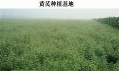黃芪產(chǎn)地在哪里？黃芪生態(tài)習(xí)性簡介
