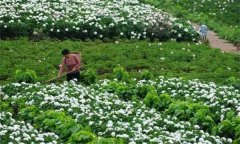 白勺田間管理方法與主要內(nèi)容有哪些？
