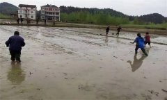 優(yōu)質(zhì)水稻直播對(duì)整地的要求有哪些？