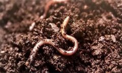 土壤生物包括哪三類？土壤生物的種類及作用