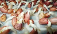 花生發(fā)芽不能吃嗎？吃花生芽有什么好處？