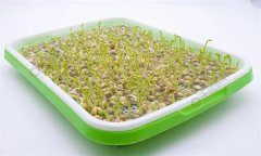 培育豌豆芽苗菜的水為什么會(huì)變綠？