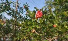 為什么石榴開花卻結(jié)不住果 或葉子變小、皺縮