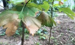 銀杏葉斑病的發(fā)病癥狀、發(fā)病規(guī)律與防治方法