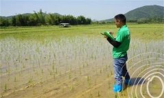 水稻出苗后怎樣管水 如何使用壯秧劑、多效唑等