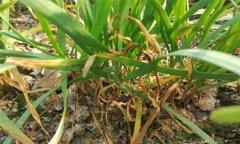 韭菜莖枯病的癥狀表現(xiàn)、發(fā)病規(guī)律與防治方法