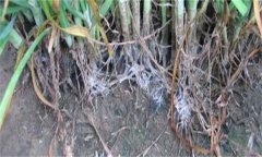 怎樣防治韭菜白絹??？