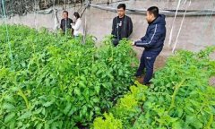 深冬期套種番茄應注意什么問題？