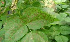 如何防治菜豆炭疽病，其病原菌是什么？