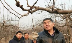 鴨梨的修剪特點是什么？