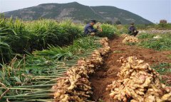 種植生姜怎樣進(jìn)行科學(xué)施肥？