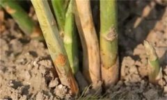 蘆筍莖枯病是什么病菌，其流行規(guī)律是什么？
