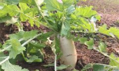 怎樣栽培冬蘿卜？冬蘿卜種植時間和方法
