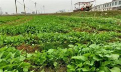 油菜日光溫室早春、秋延遲栽培技術(shù)要點(diǎn)有哪些