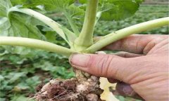 油菜病害有哪些種類(lèi)，如何防治？