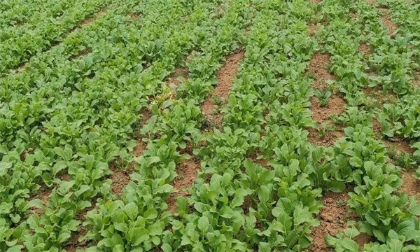 油菜密播育苗、分批移栽好不好