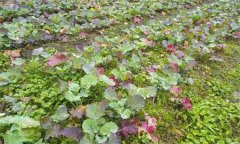 油菜秧苗葉片變紅是什么原因造成的？