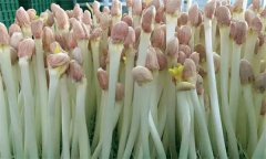 花生芽苗菜生產(chǎn)培育技術(shù)要點有哪些？